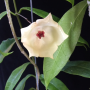 Hoya wallichii (red corona)(#883).s