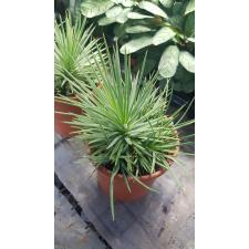 Agave striata Nana