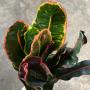 Codiaeum Term Ngern