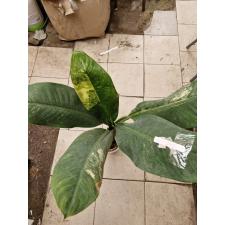 Dieffenbachia variegated D-2 3200p