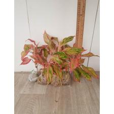 Aglaonema Aurora - Orange A-6