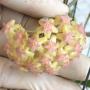 Hoya fuscomarginata x meredithii                291
