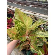 Aglaonema Tiger 3 colors A-81