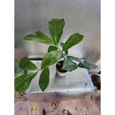 Zamioculcas zamiifolia variegated (big leaf)(yellow var) pot
