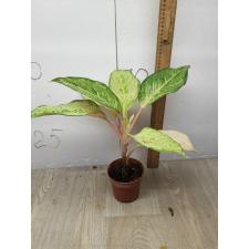 Aglaonema Frozen black A-27 pot