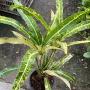 Codiaeum Kwang Ngern