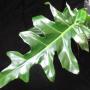 Philodendron magnificum
