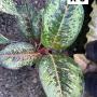 Aglaonema  10 Karat - green black  A-3