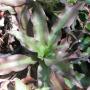 Cryptanthus Strawberry Flambe x Frostbite (Bromeliad) 52