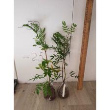 Calliandra haematophala (white flower) 21A