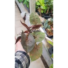 Syngonium Maria Pot