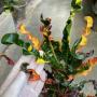 Codiaeum Medusa