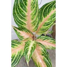 Аглаонема Панама розово-персиковая. / Aglaonema Panama - Pink peach A-95
