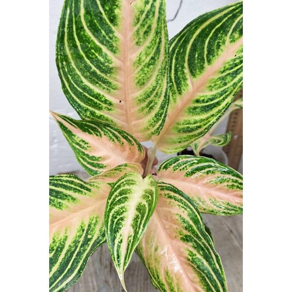 Аглаонема Панама розово-персиковая. / Aglaonema Panama - Pink peach A-95