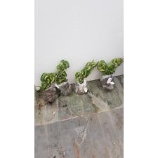 Hoya Indian Rope variegata(#119) 3100p