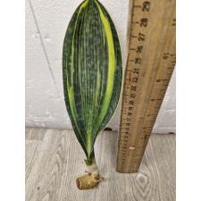 Sansevieria masoniana variegata 1 L