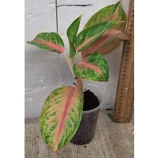 Аглаонема ЛукБей Розовая. / Aglaonema LukBay Pink A-22
