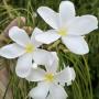 Plumeria filifolia