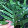 Drynaria sp.(T09)(Black vein)