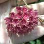 Hoya hanhiae (purple) Vietnam (899)
