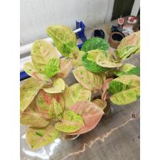 Aglaonema T23 Gamlai Thong