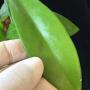 Hoya sp.877 (aff oreogena)(thick leaf)(#877).
