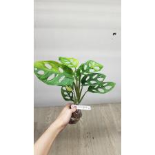 Monstera adansonii variegated Aurea. 191 okt. Уценка 4500р