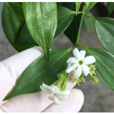 Жасмин деципиенс / Jasminum decipiens. 448