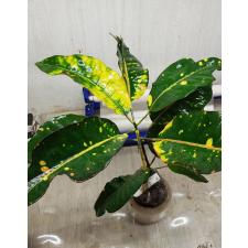 Codiaeum Sethee Muang Korn 66