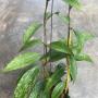 Hoya macrophylla 'Splash' (912