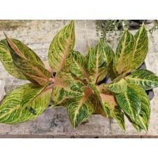 Aglaonema NEW5 Tingpunchang