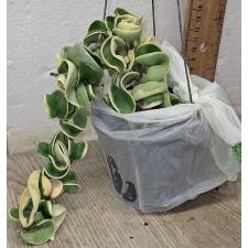 Хойя Индиан Роп белый край / Hoya Indian Rope albomaginata pot