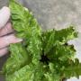 Asplenium nidus cv. Crispafolium Crested (Dwarf)(S).