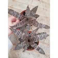 Cryptanthus Zonatus 9 cm pot 