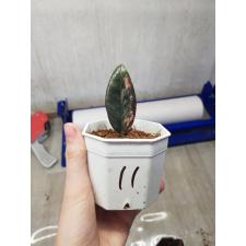 Zamioculcas zamiifolia black variegated (1 leaves) НОМЕР 11
