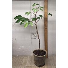 Dimocarpus longan ‘White fruit’