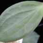 Hoya pottsii USDA354239                 500
