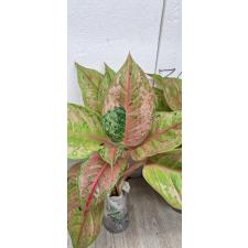 Aglaonema Prakaipet A-64