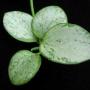 Hoya sp .'Biakensis' PNG                                236