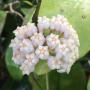 Hoya hainanensis (#900).