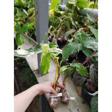 Syngonium sp.(T01) white leaf albo-variegatum 682/1