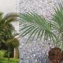 Archontophoenix alexandrae (King Palm).