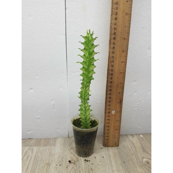 Euphorbia sp. variegated