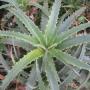 Dyckia platyphylla (narrow leaf) (Bromeliad) 67