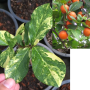 Diospyros rhodocalyx variegated (grafted)
