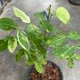 Afzelia xylocarpa variegated (grafted)