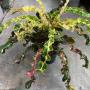 Codiaeum Sue Thayarn Chol.