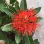 Xanthostemon sp.(T01) orange flower