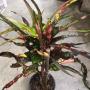 Codiaeum Midnight Fountain