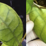 Hoya sp.812 (aff. meredithii)           812